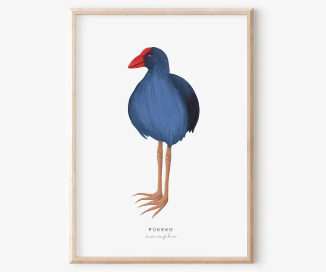 Illustration of a Pūkeko bird with a red beak and blue body in a wooden frame.