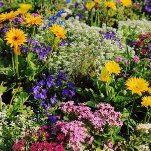 Colorful flower garden with yellow daisies, purple and pink blossoms, and lush green foliage.