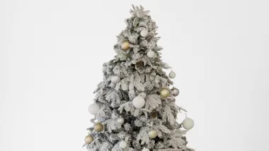 Expert advice: How to keep your Christmas tree fresh for longer