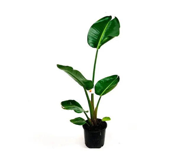 Tall green banana plant in a black pot against a white background.