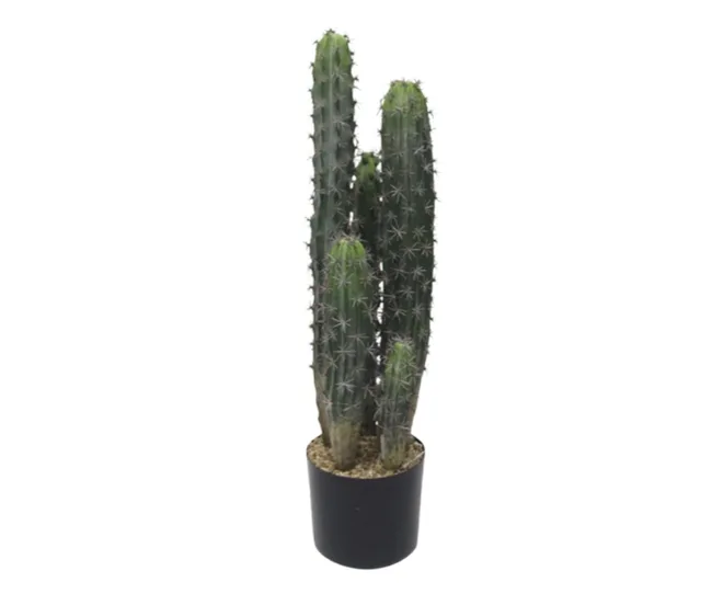 Tall cactus with multiple green stems in a black pot, spines visible along the stems.