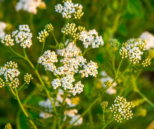 Close-up of blooming white yarrow flowers with green stems and leaves in a garden setting.