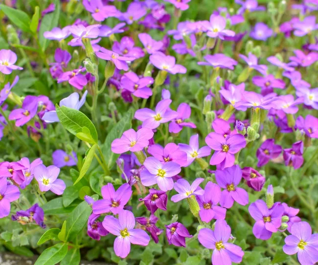 Clusters of vibrant purple and pink spring flowers with green leaves in a garden setting.