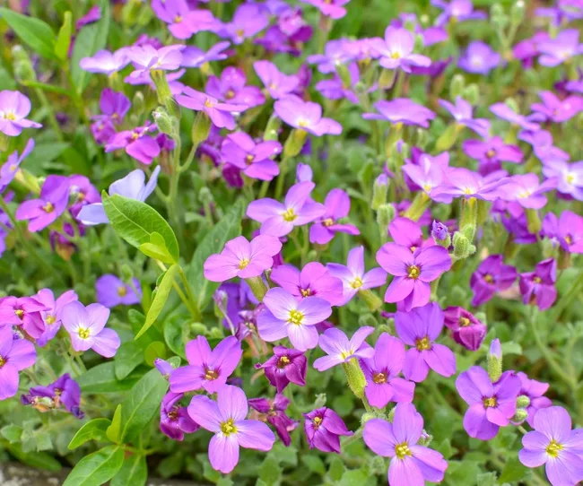Clusters of vibrant purple and pink spring flowers with green leaves in a garden setting.