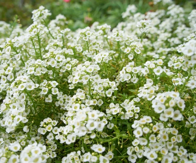 White alyssum flowers densely covering green foliage.