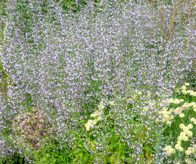 Dense garden with flowering Nepeta blue catmint and yellow edelweiss surrounded by greenery.