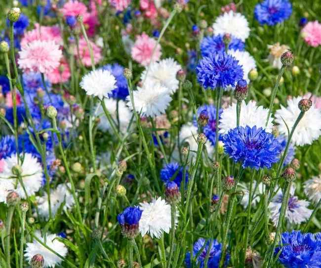 Field of colorful cornflowers with blue, white, and pink blooms in full bloom.