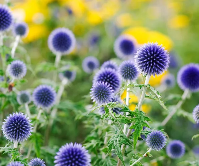 Purple globe thistle flowers with spiky petals in a garden, surrounded by greenery and blurred yellow flowers in the background.