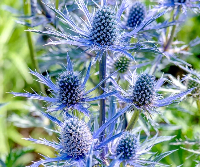 Blue sea holly flowers with spiky petals and cone-shaped centers against a blurred green background.