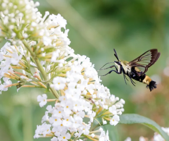 A clearwing moth hovers near a cluster of white flowers, sipping nectar with its long proboscis.