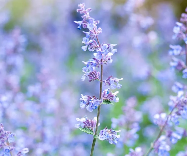 Close-up of a flowering plant with small blue blooms and green foliage, set against a blurred background.
