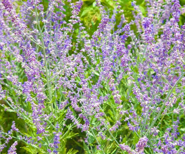 A lush patch of lavender flowers in full bloom, with vibrant purple hues and green foliage in the background.