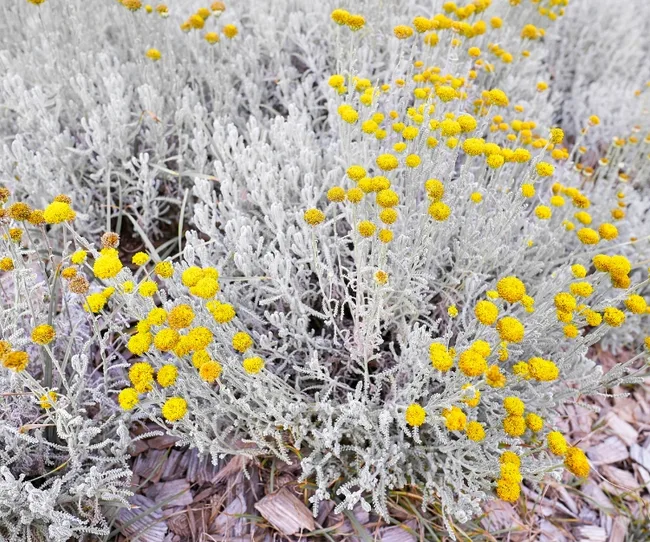 Silvery-green shrub with clusters of small, vibrant yellow flowers blooms in a garden setting.