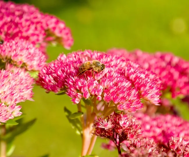 Bee on vibrant pink flowers against a green background.