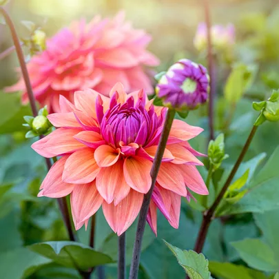 Close-up of vibrant pink and orange dahlia flowers with green leaves in sunlight.