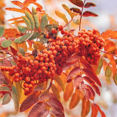 Clusters of bright orange berries with red and green foliage.