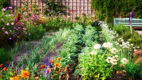 Large vegetable garden