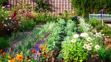 Large vegetable garden