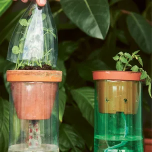 Two plants in terracotta pots, enclosed in clear plastic bottles, with green foliage in the background.
