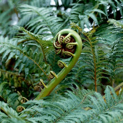 A curled fern frond amidst lush green foliage.