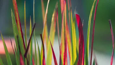 Red Baron grass ins on the list of top 10 grasses