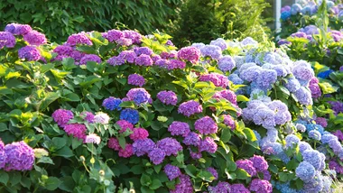 How to grow and care for hydrangeas in New Zealand