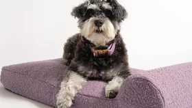 8 stylish and practical pet accessories your fur baby will adore