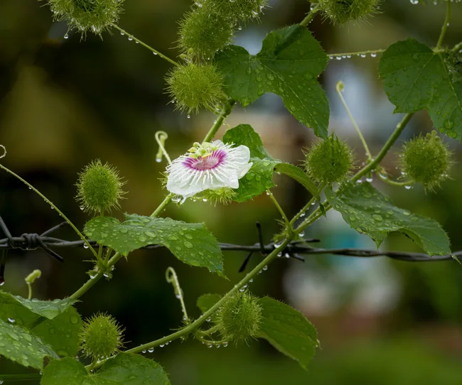 A passionfruit flower on the vine