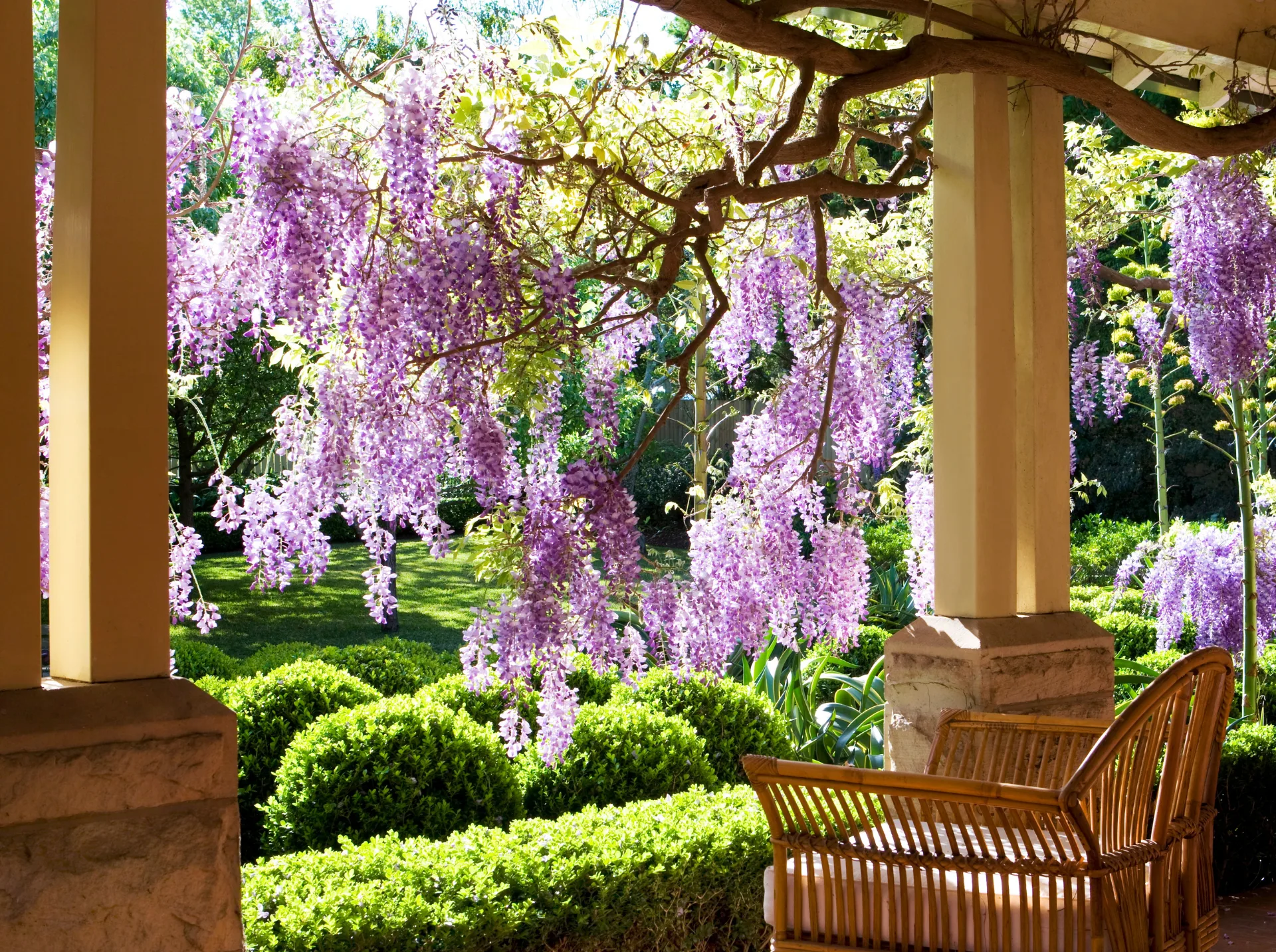 8 fast growing climbing plants anyone can grow and quickly