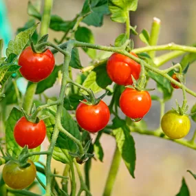 How to grow and care for cherry tomatoes