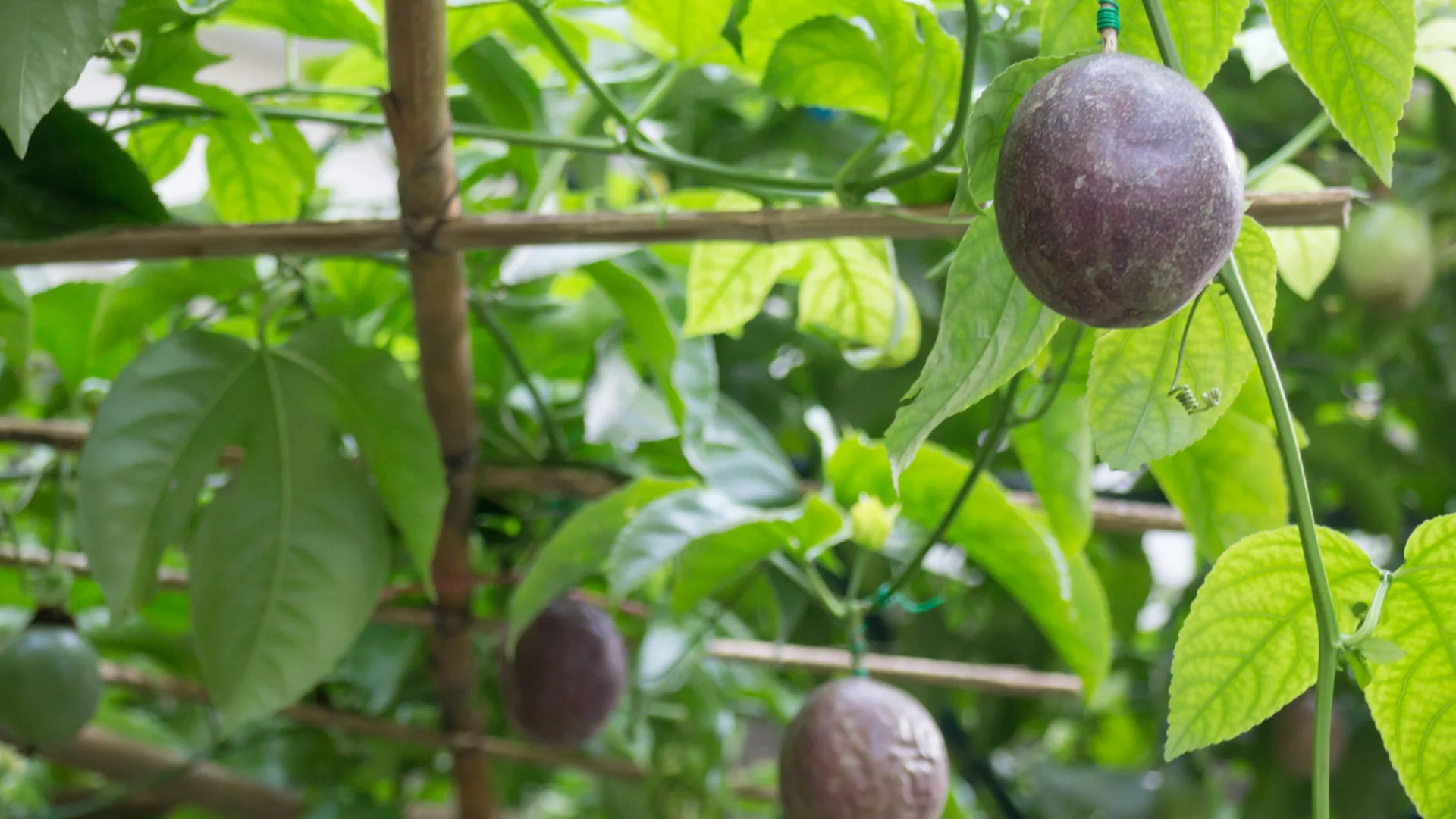 How to grow passionfruit for the sweet taste of summer