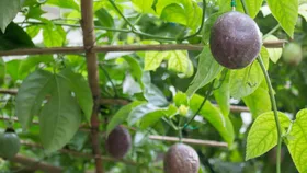How to grow passionfruit for the sweet taste of summer
