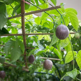 How to grow passionfruit for the sweet taste of summer