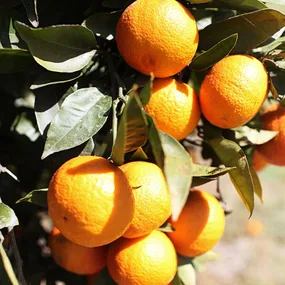 A mandarin tree in fruit