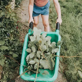 A kid pushing a wheelbarrow full of greenery