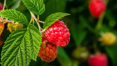 How to grow raspberries in New Zealand