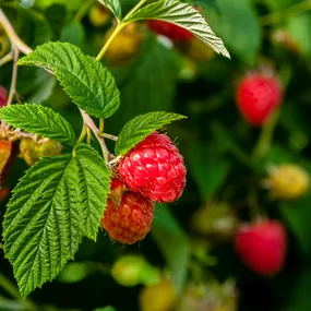 How to grow raspberries in New Zealand