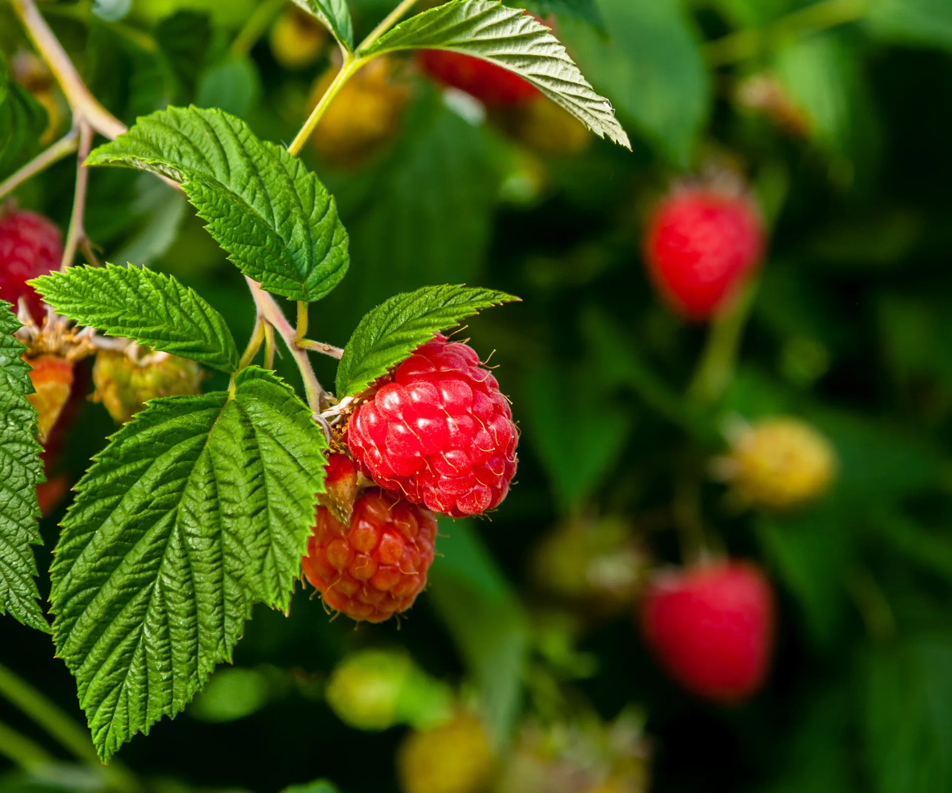 Small Raspberry Farm How to grow sweet, delicious raspberries in New Zealand