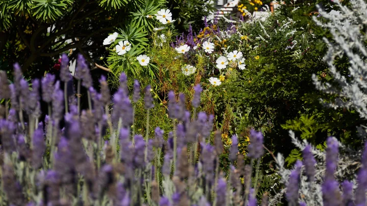A garden with purple lavender in the foreground and white daisies with greenery in the background.