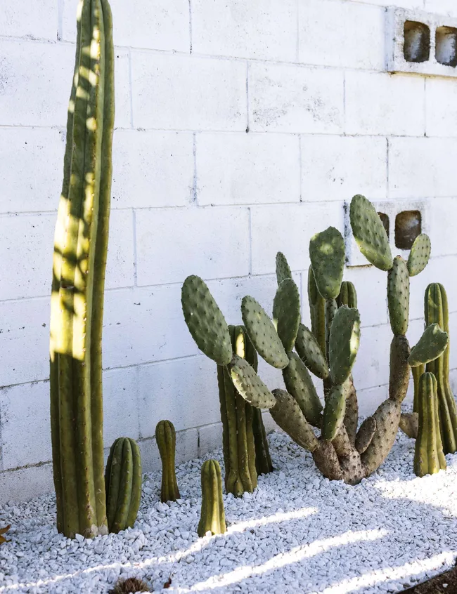 Cacti lined along the exterior of the Mount Maunganui bungalow