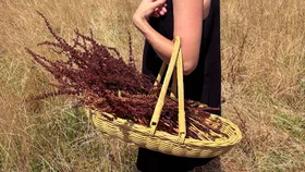 A woman carrying a garden trug through a field