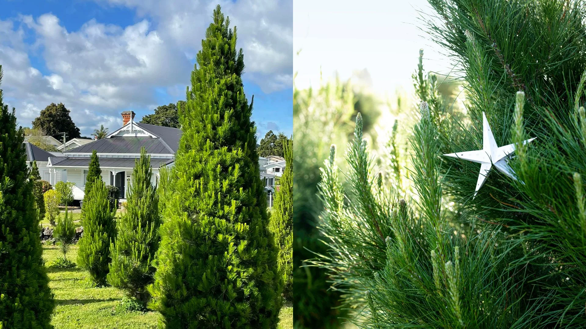 Where to buy the best real Christmas trees in Auckland