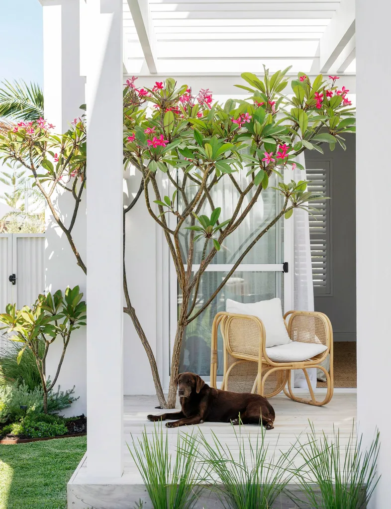 The Hamptons-style home owners' dog laying on the wooden porch