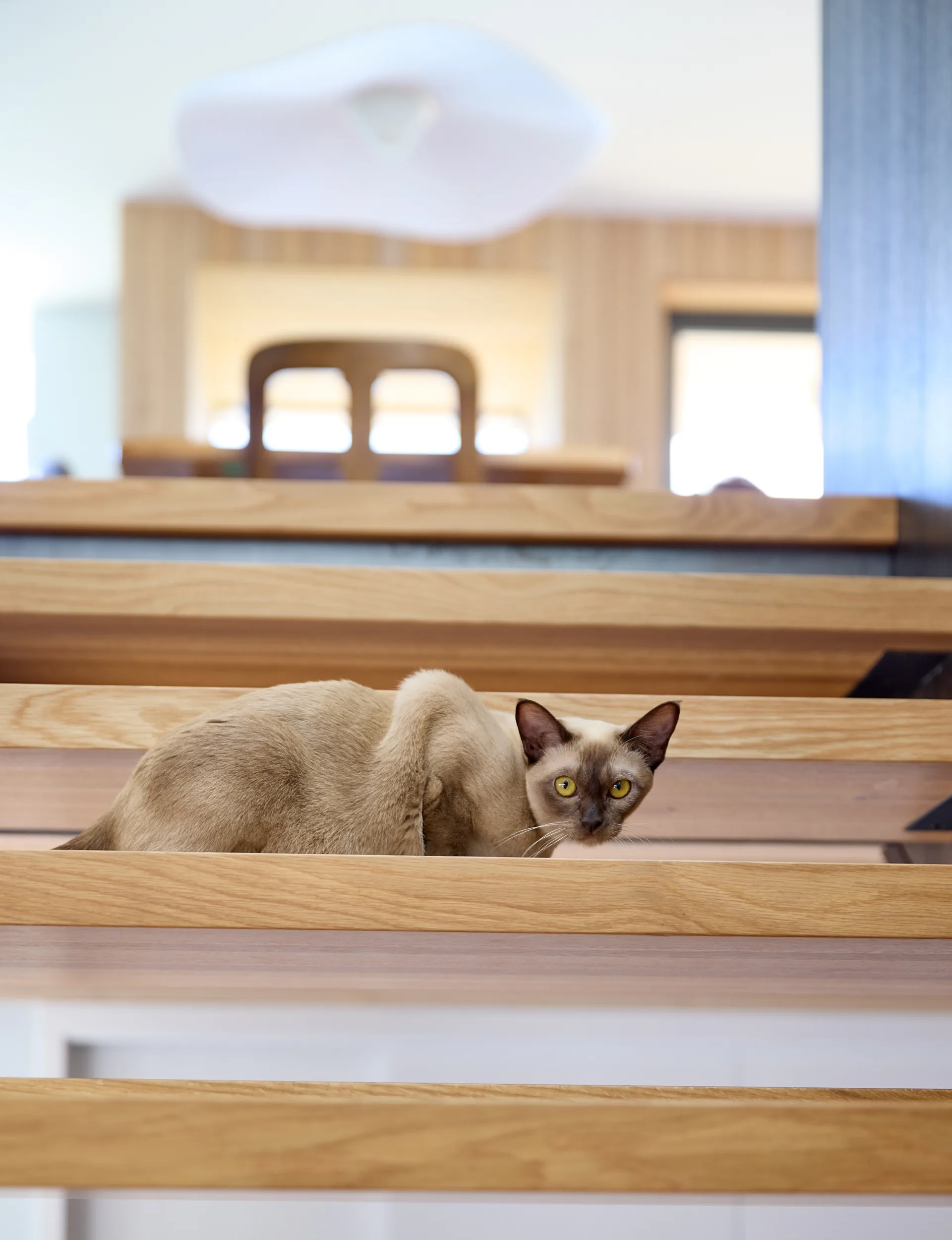 Sai the Burmese cat