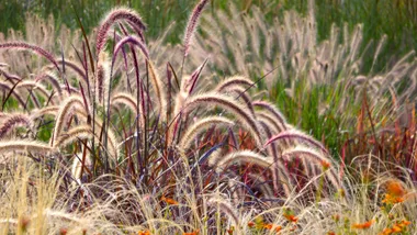 Ornamental grasses