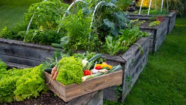 Three raised garden beds full of plants with a box of a vegetable harvest.