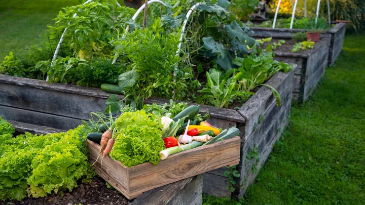 Everything you need to know about raised garden beds