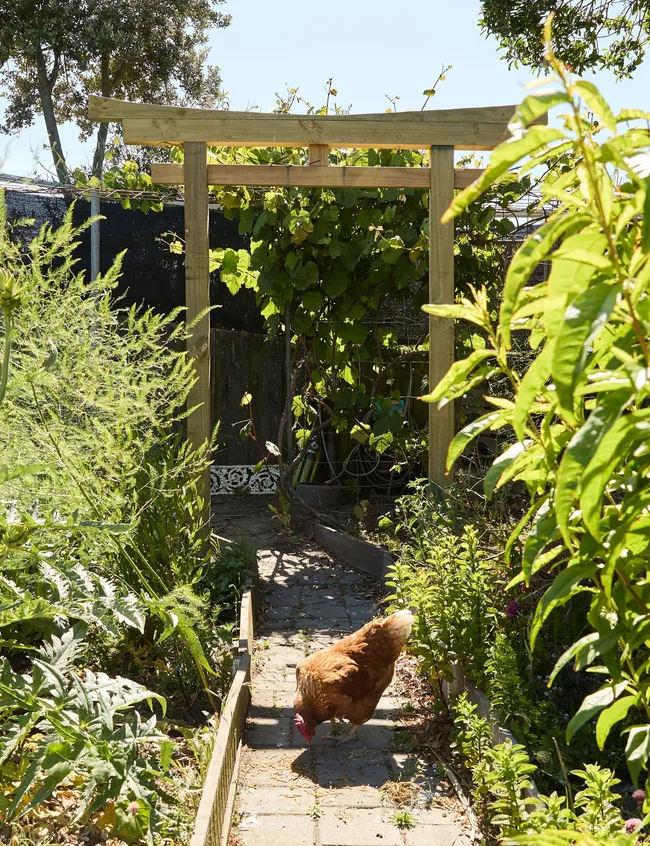 A Japanese style archway in the back yard
