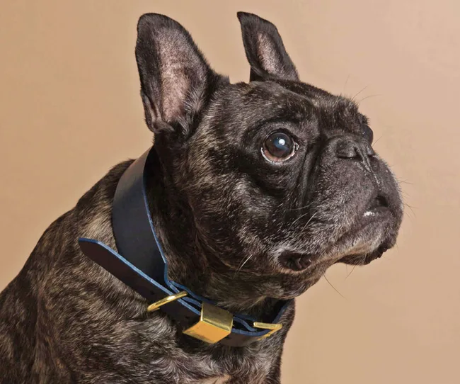 A pug wearing a navy collar