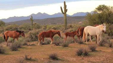 Giddy up: How we’re bringing western glam into our homes